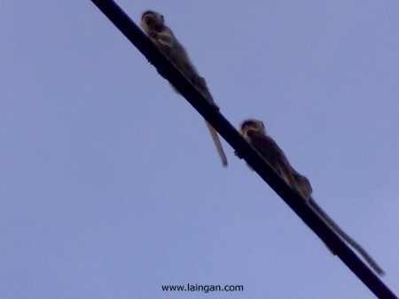 MacRitchie-treetop-monkeys