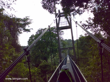 MacRitchie-treetop-walk1