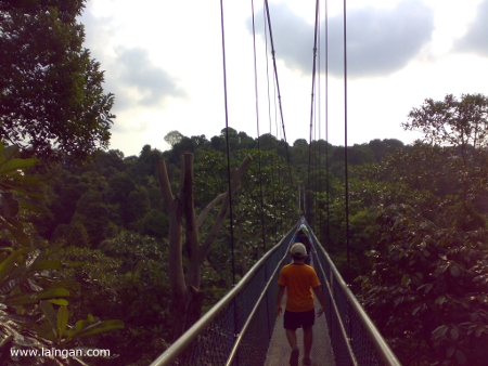 MacRitchie-treetop-walk2
